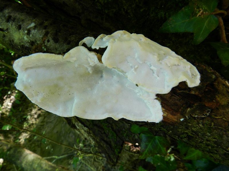 Corticia bianca? 12-5-2013 (Skeletocutis nivea)